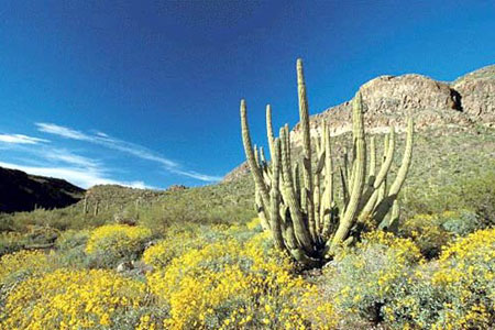 mesa - cactus